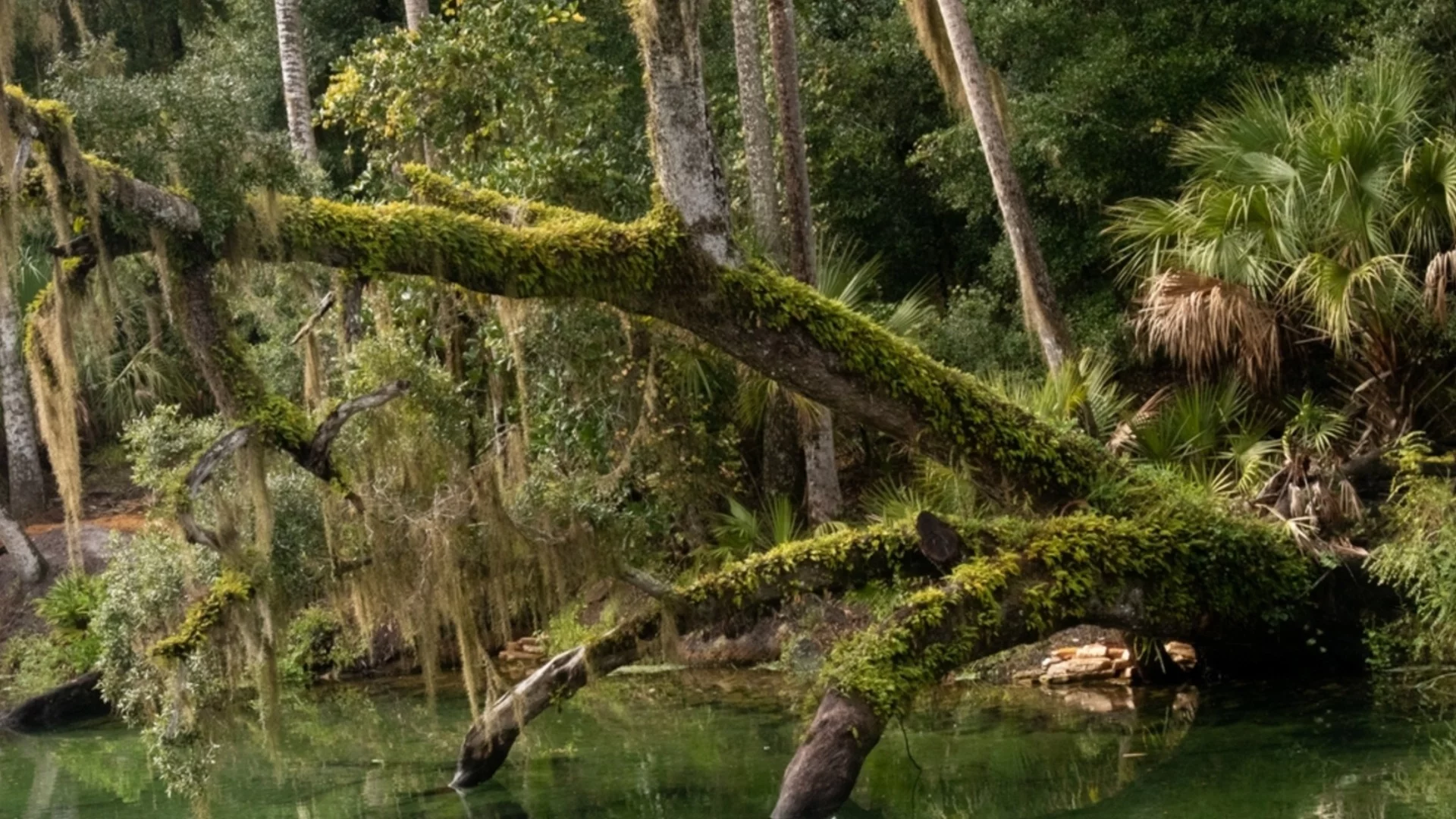 Единствена в Европа: Горските площи в наша съседка се увеличават