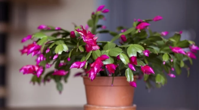 Как да съживите коледния кактус