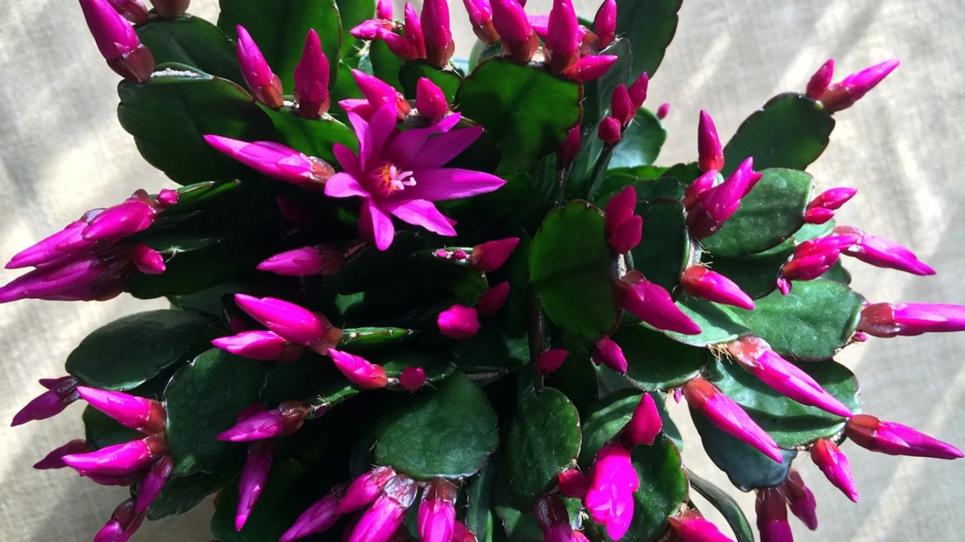 Как да наторите коледния кактус с утайка от кафе