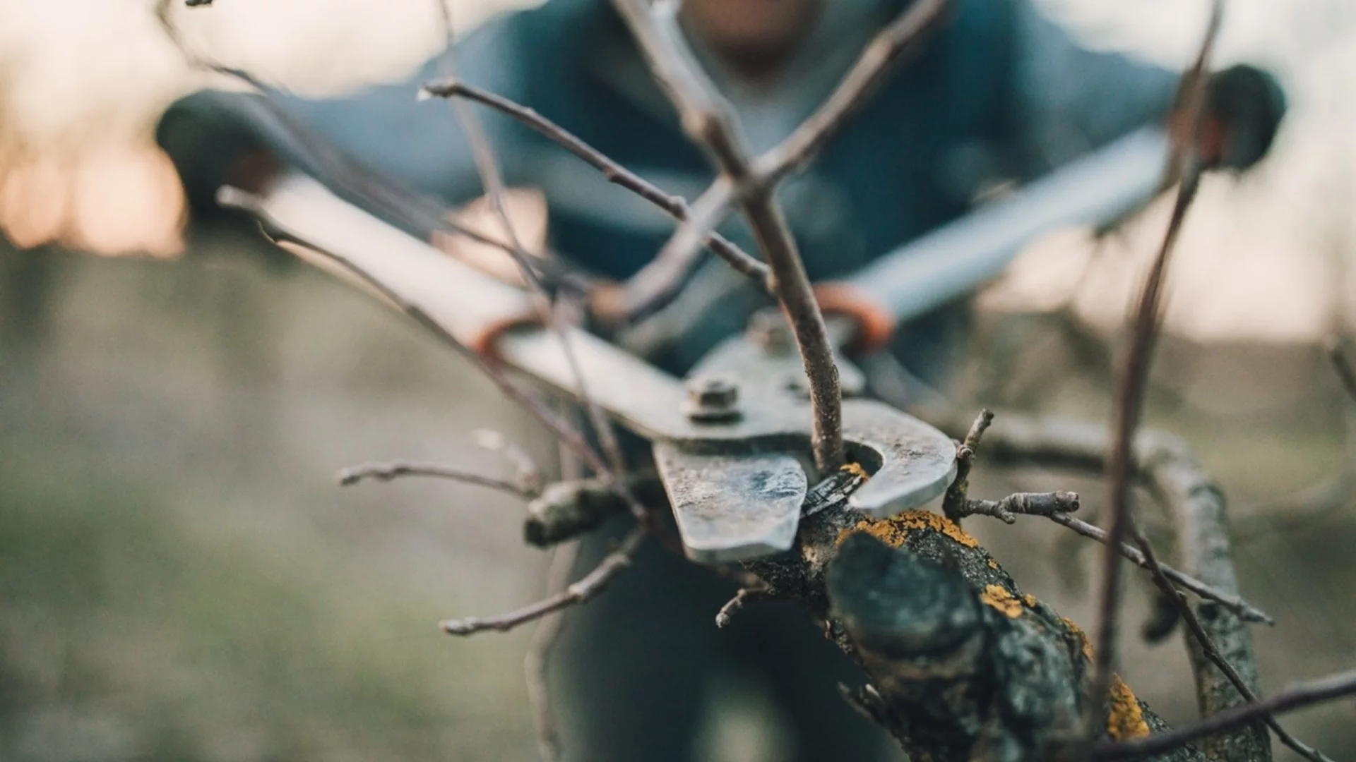 Как да подрежете ябълката през декември