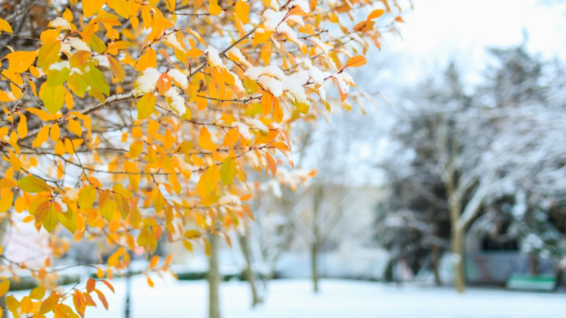 "Слагат и махат снежинките": Проф. Рачев разочарова децата