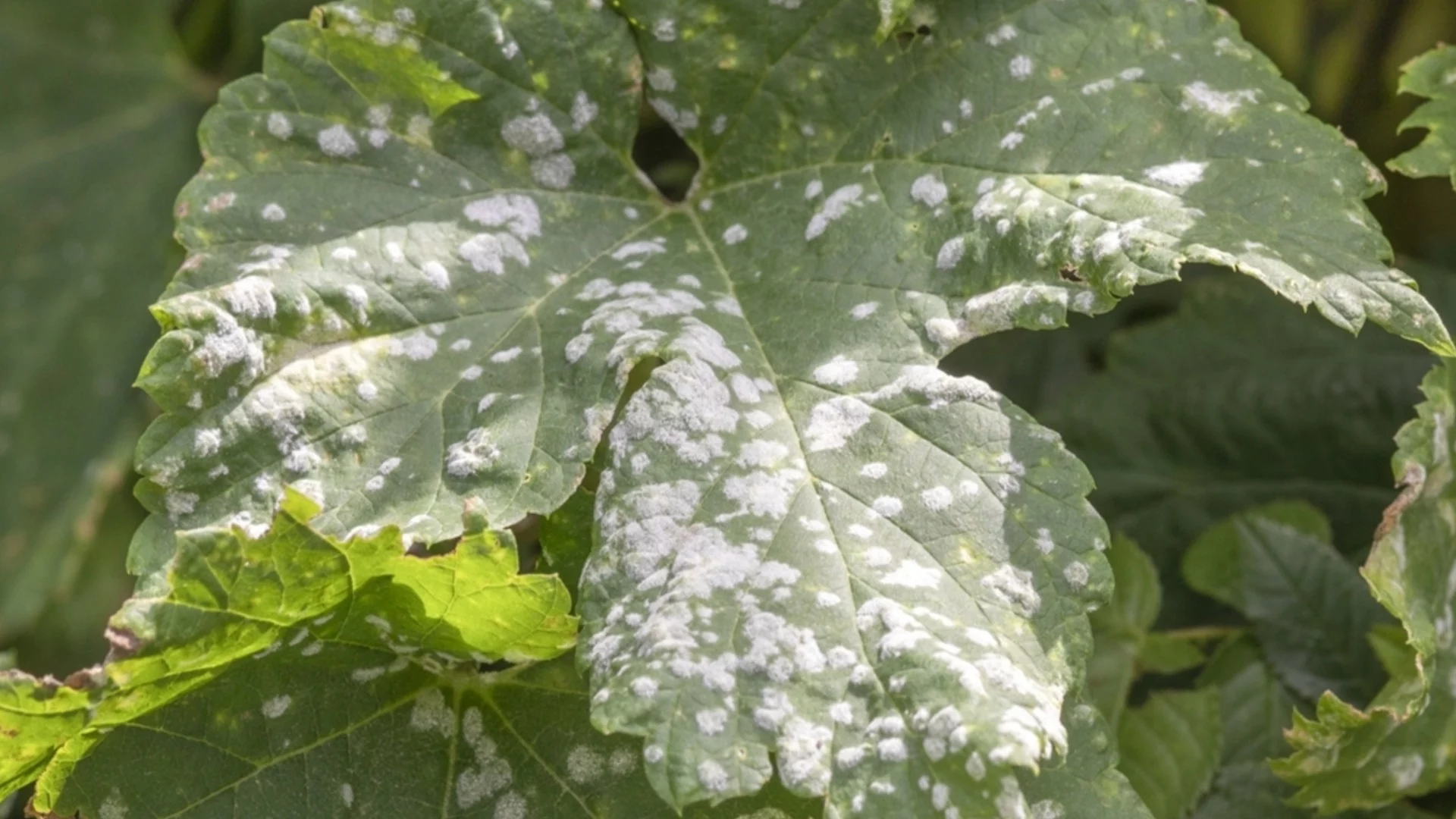 Брашнеста мана по стайните растения - причини и лечение