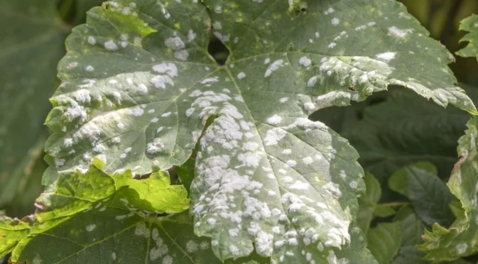 Брашнеста мана по стайните растения - причини и лечение