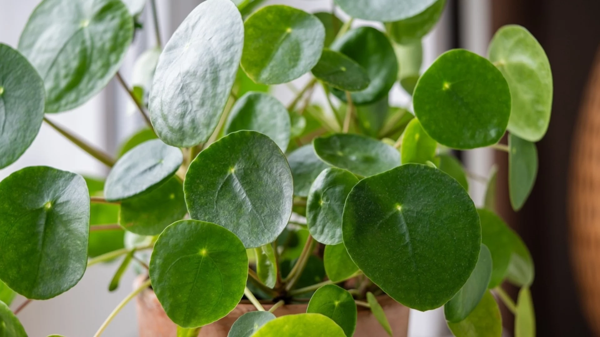 Как да накарате паричното си дърво да цъфти