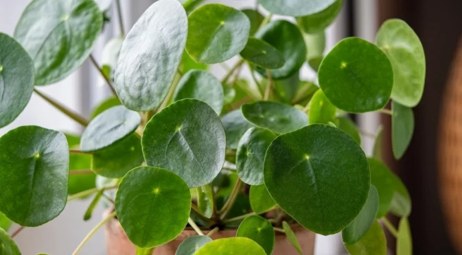 Как да накарате паричното си дърво да цъфти