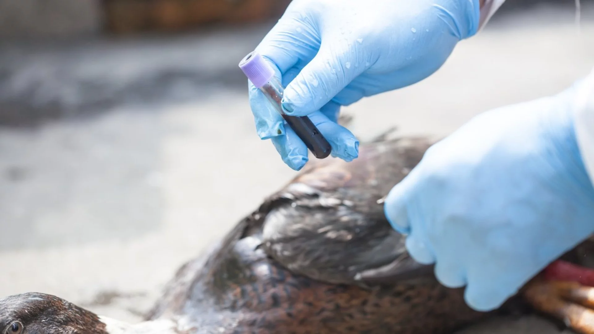 Нови жертви на птичия грип: Откриха още над 100 мъртви щъркела край Мадрид (ВИДЕО)