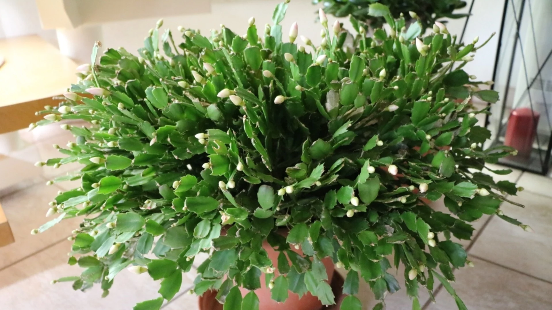 Защо пъпките на коледния кактус падат