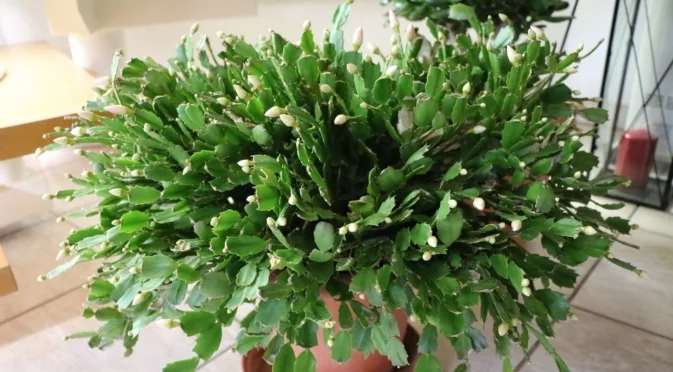 Защо пъпките на коледния кактус падат