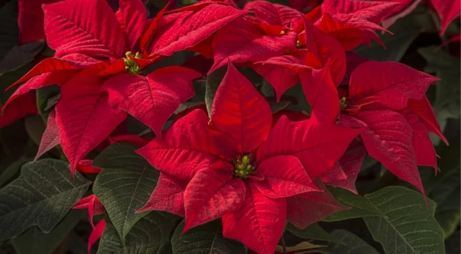 Как да наторите коледната звезда с утайка от кафе