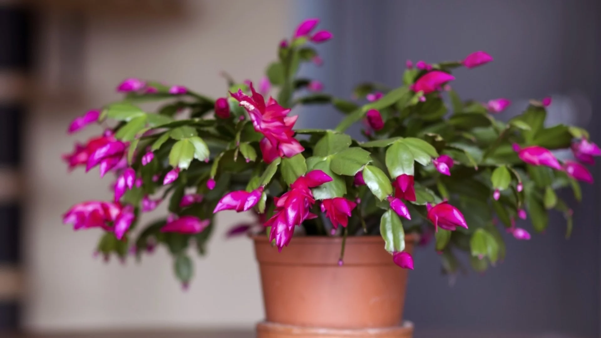 Най-доброто място в дома ви за коледния кактус