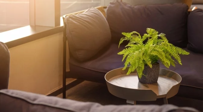 Колко често да поливаме папратите за буен растеж и процъфтяващи растения