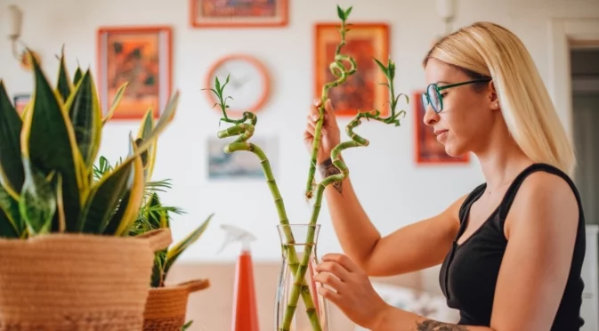 Как да се грижите за бамбук на шастието