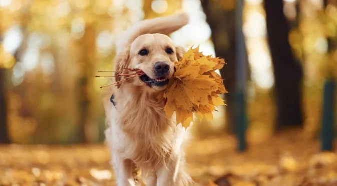 На разходка в парка: Над 2000 кучета поставиха световен рекорд (ВИДЕО)