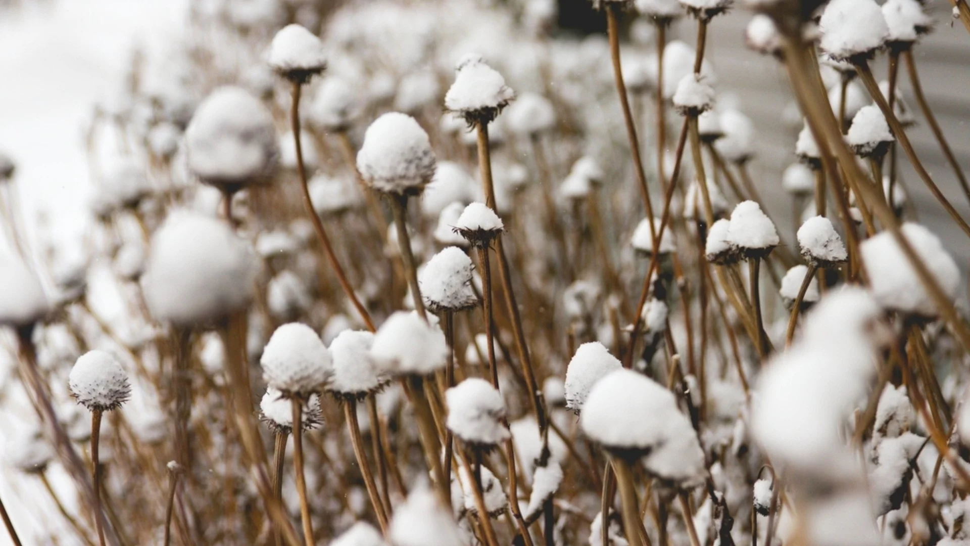 Трябва ли да подрязвате растения опрашители през зимата