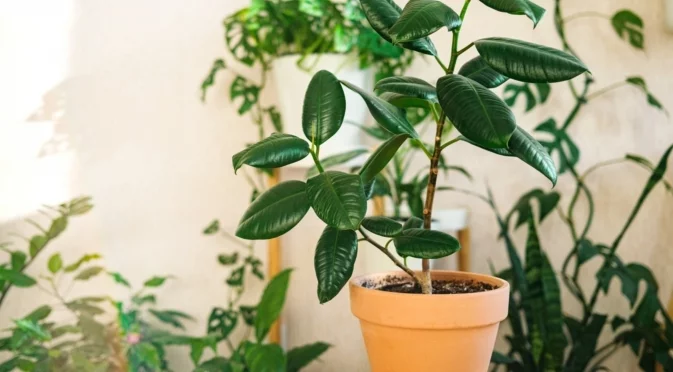 Колко студено е твърде студено за стайни растения?