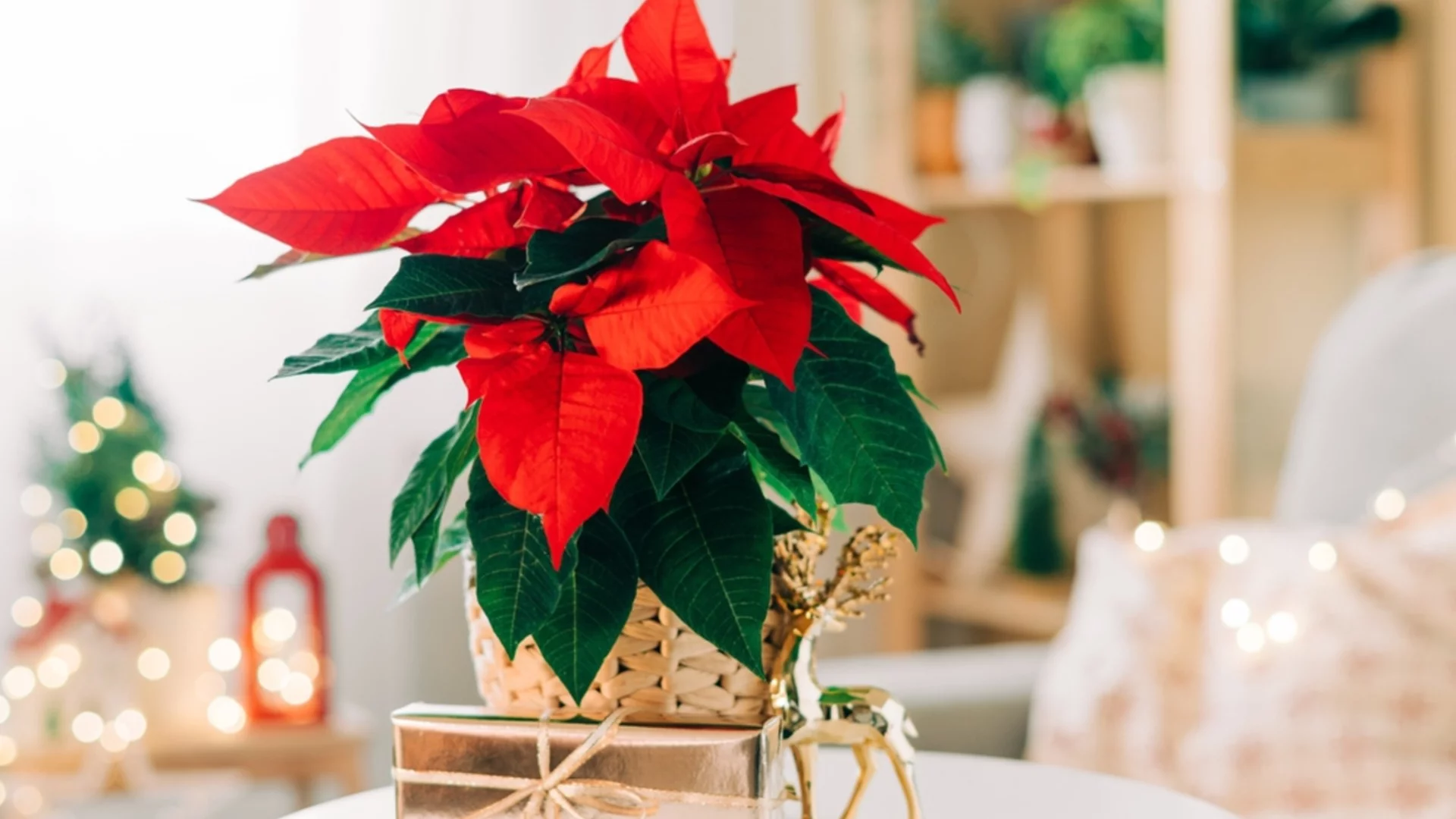 Коледната звезда е любима на всички – наторете я с този зеленчук и ще ви радва цяла зима