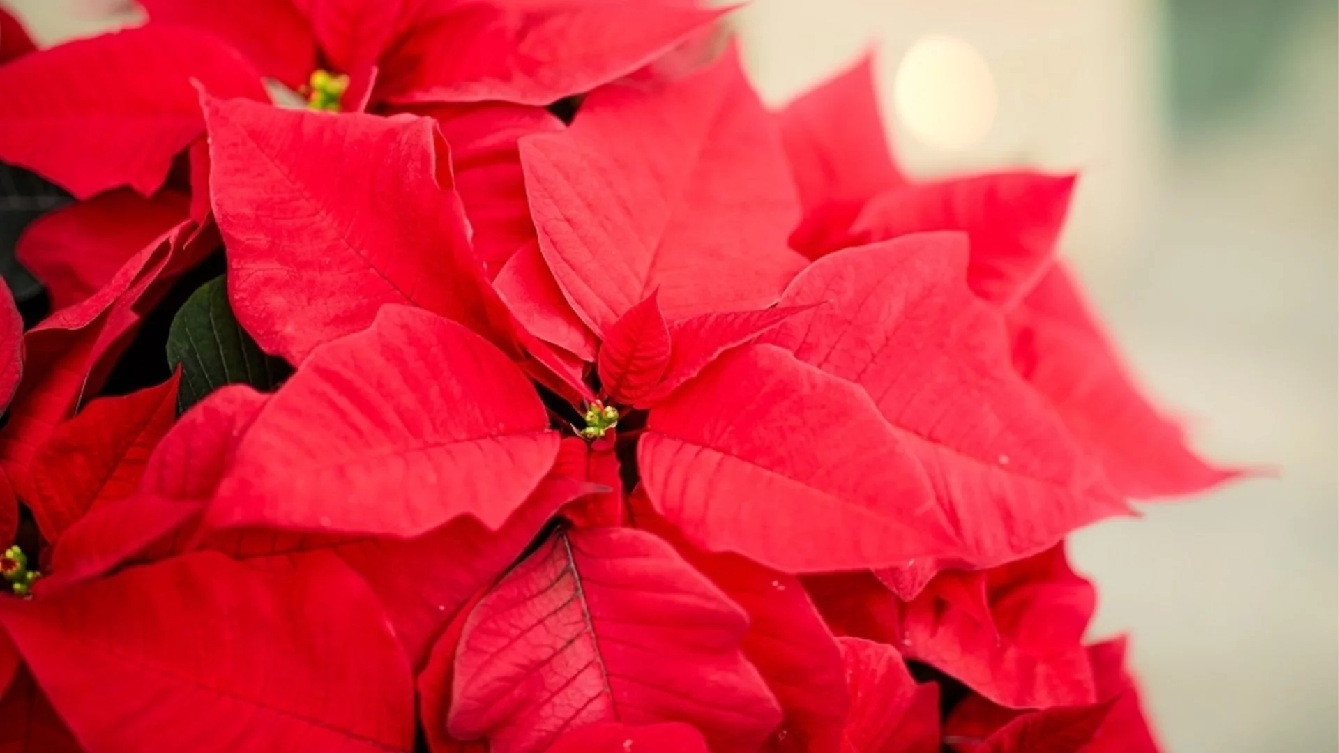 Как да удължите живота на коледната звезда