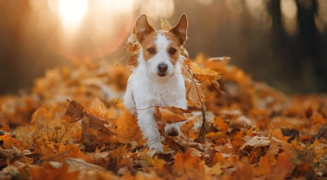 Прогноза за времето - 14 декември 2025 г. (неделя)