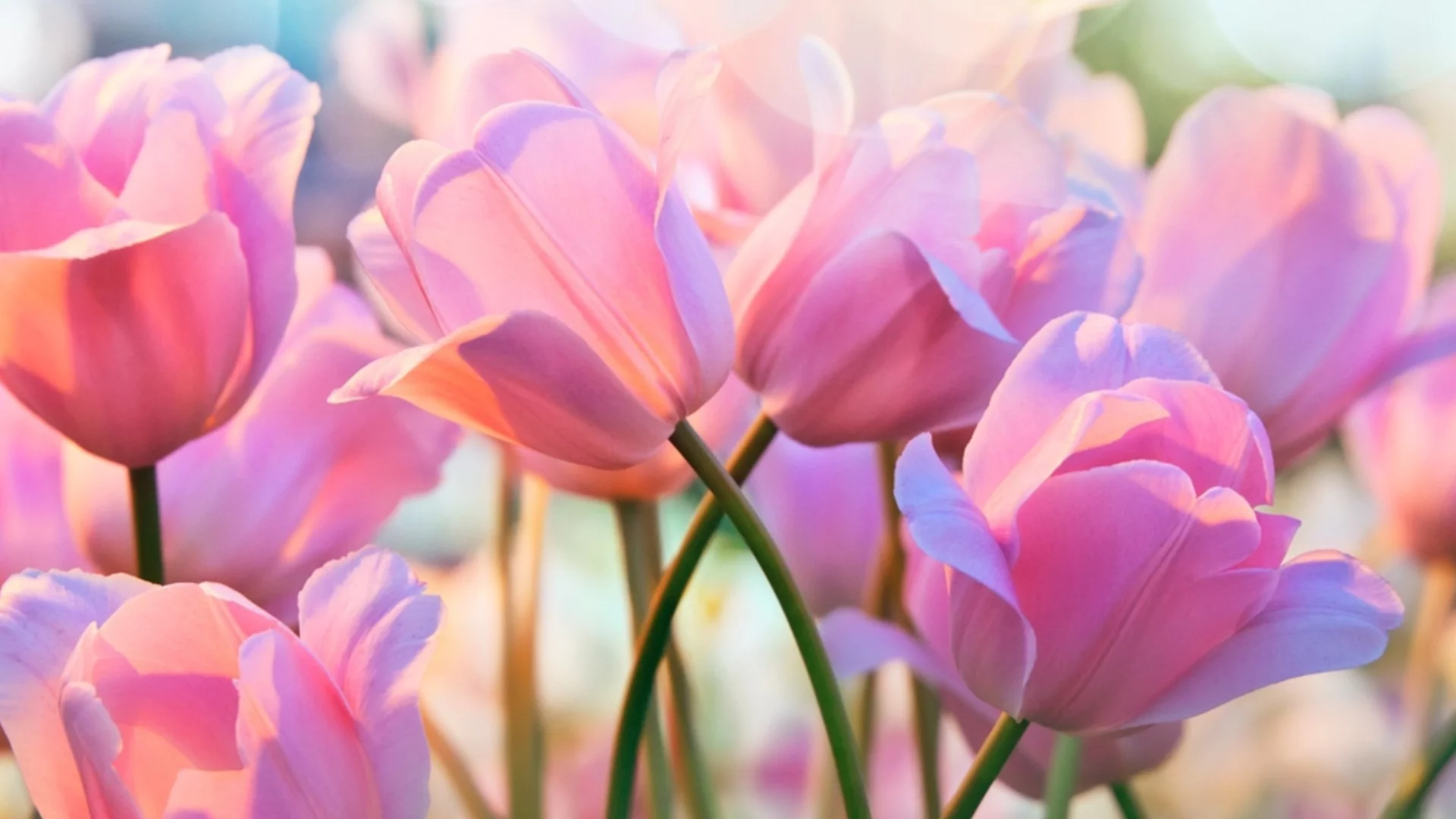 Засадете лалета по този начин и те ще създадат „букети“ в градината ви през пролетта