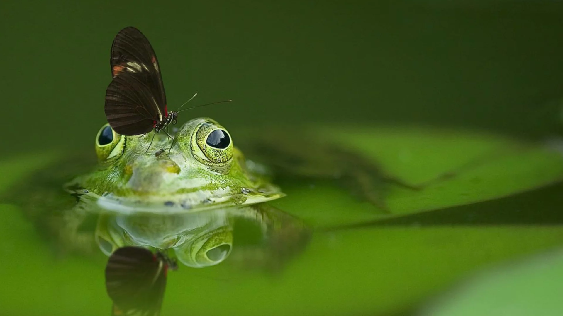 Утре Дева, Стрелец + още 2 зодии ще разберат, че всяка жаба трябва да си знае гьола