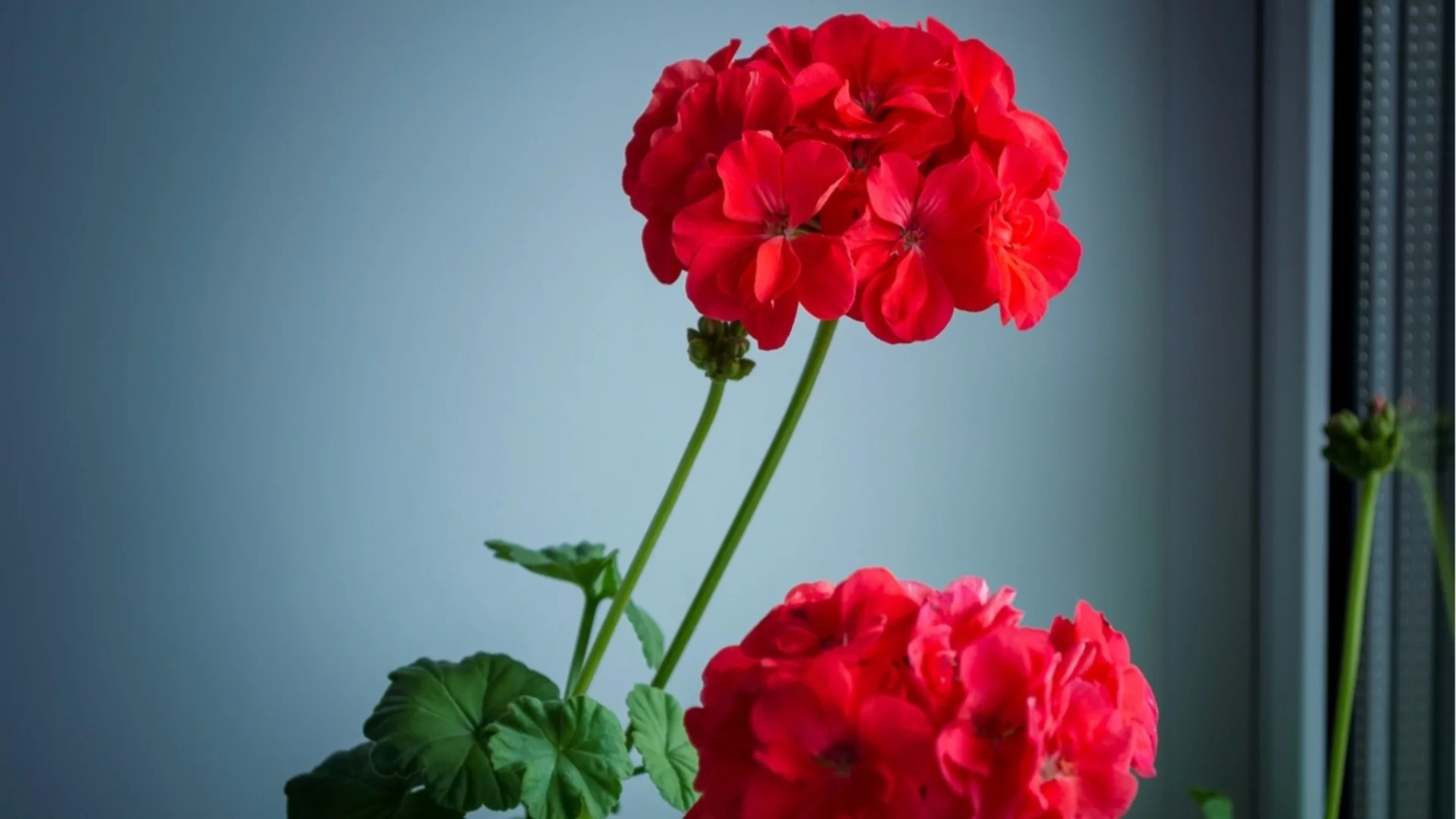 Как правилно да се грижите за мушкатото през зимата