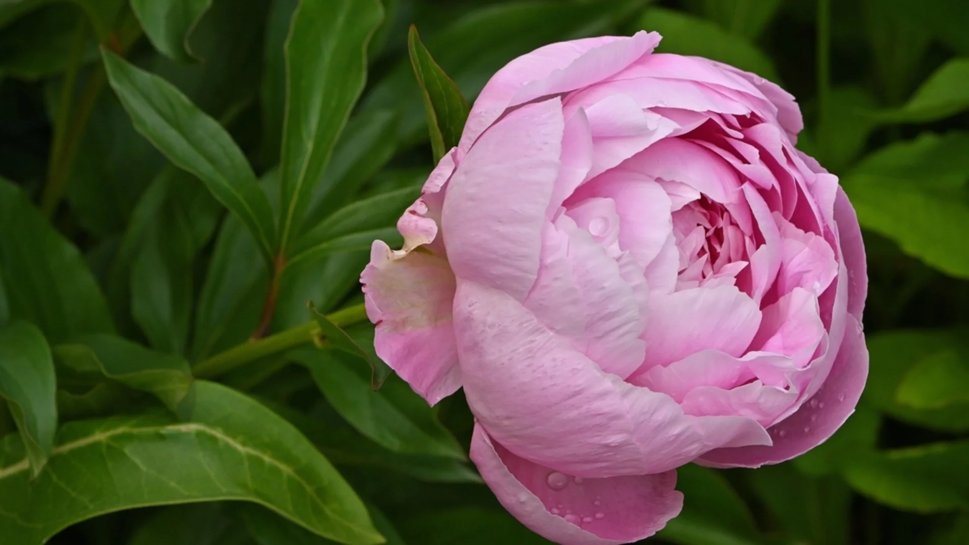 Трябва ли да отрежете божурите през зимата?