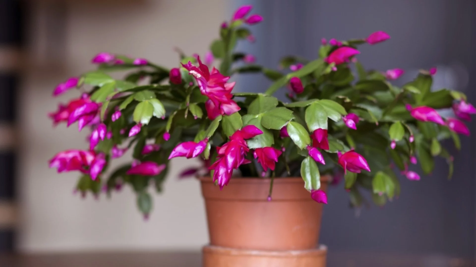 Как да съживите умиращия си коледен кактус