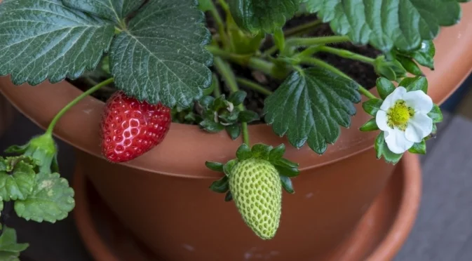 Как да отгледате ягоди в саксия