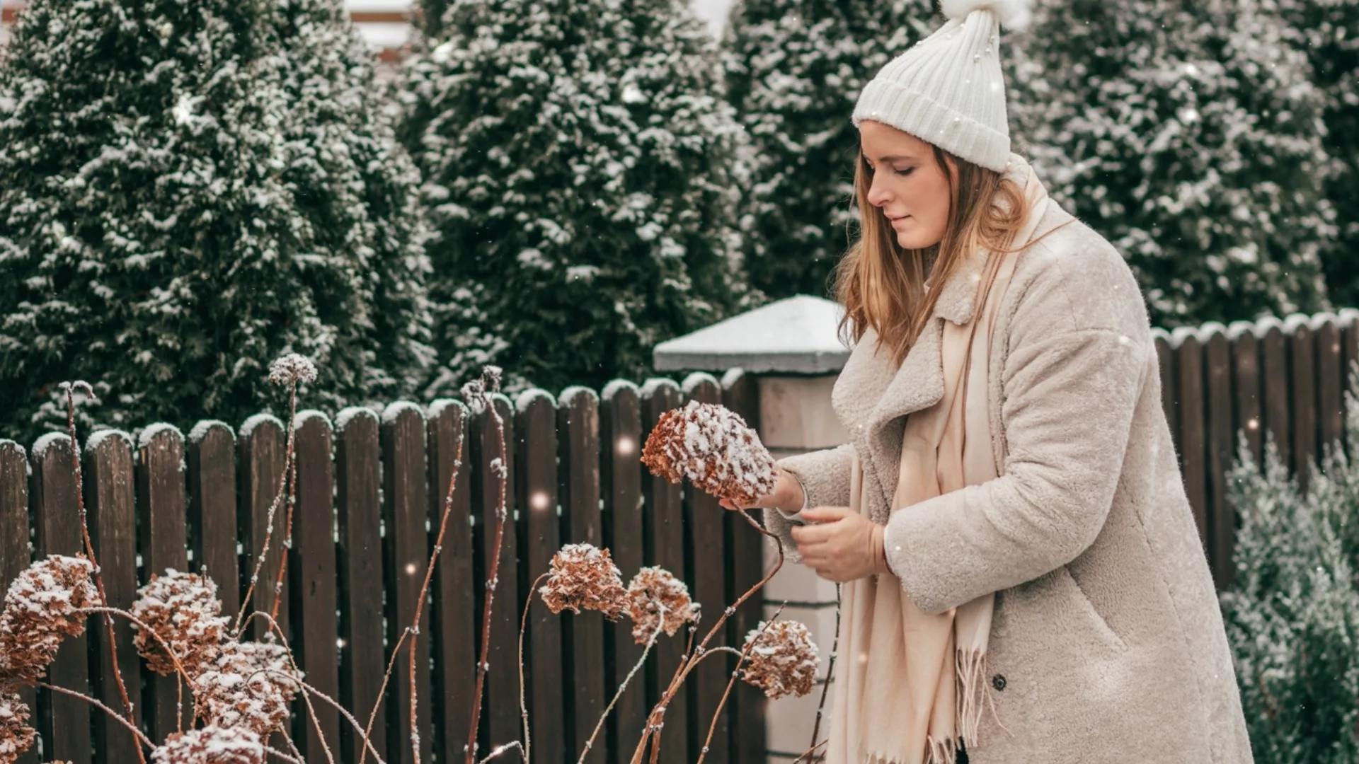 През декември трябва да направите нещо важно с хортензиите - ще цъфтят двойно по-големи
