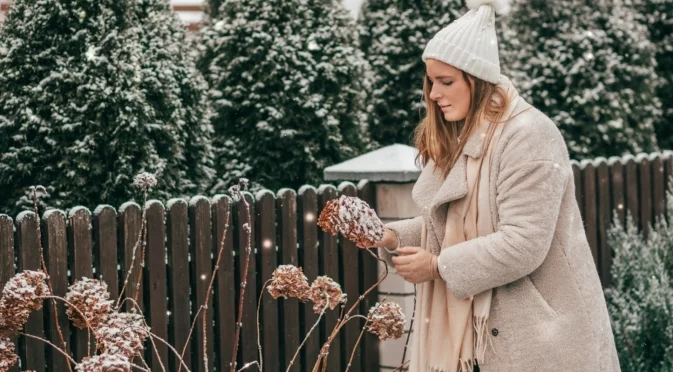 През декември трябва да направите нещо важно с хортензиите - ще цъфтят двойно по-големи
