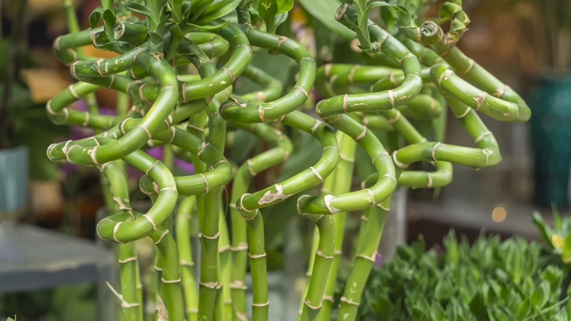 Как правилно да поливате бамбукът на щастието