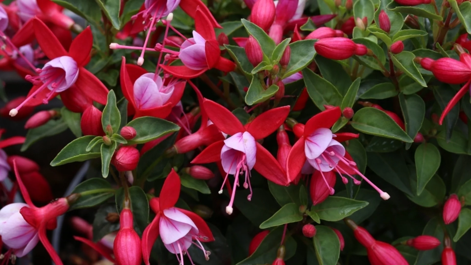 Резитба на декабриста: Как е правилно да се прави, за да цъфти пищно?