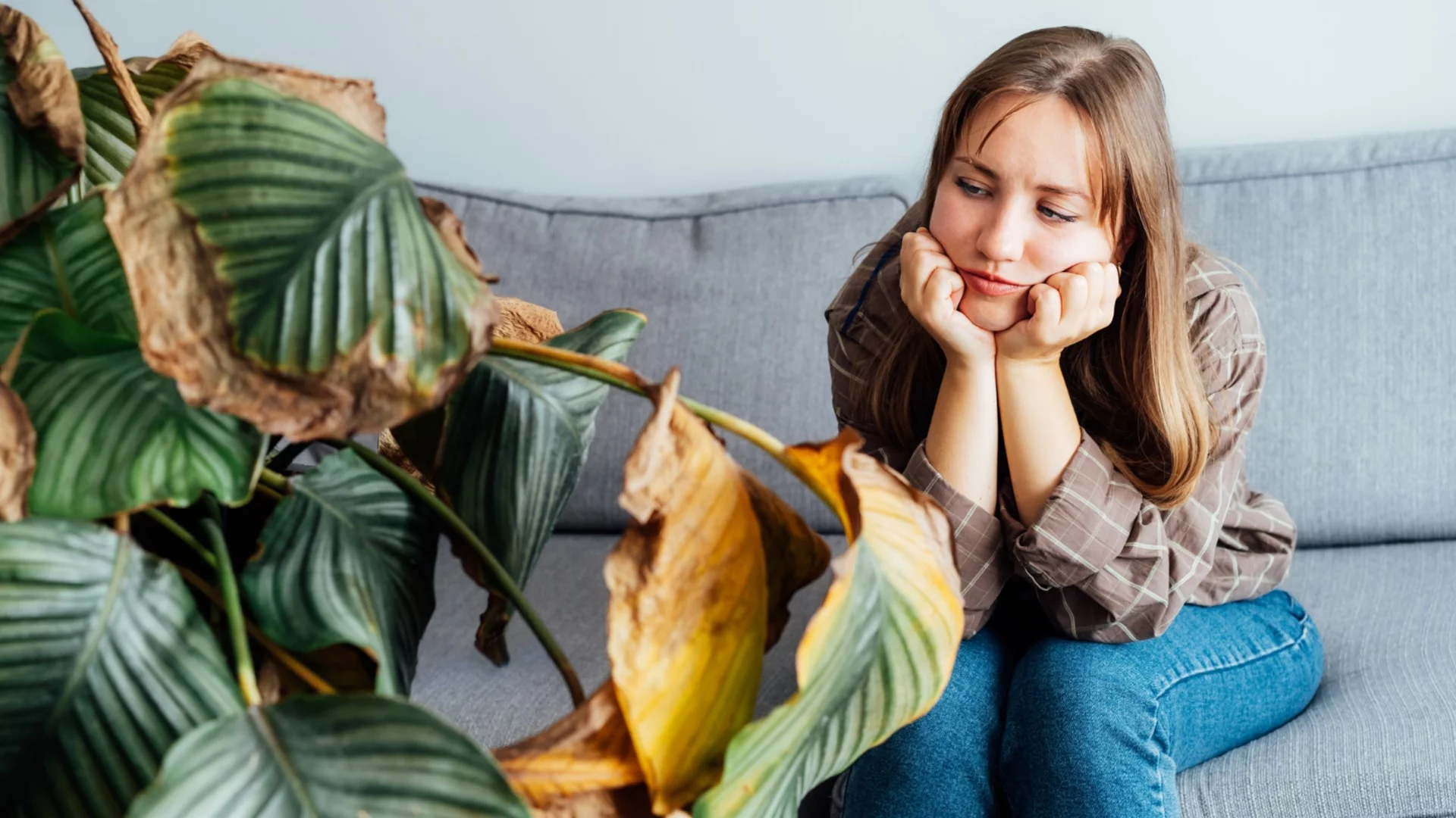 Стайни растения, които не трябва да бъдат на пряка слънчева светлина