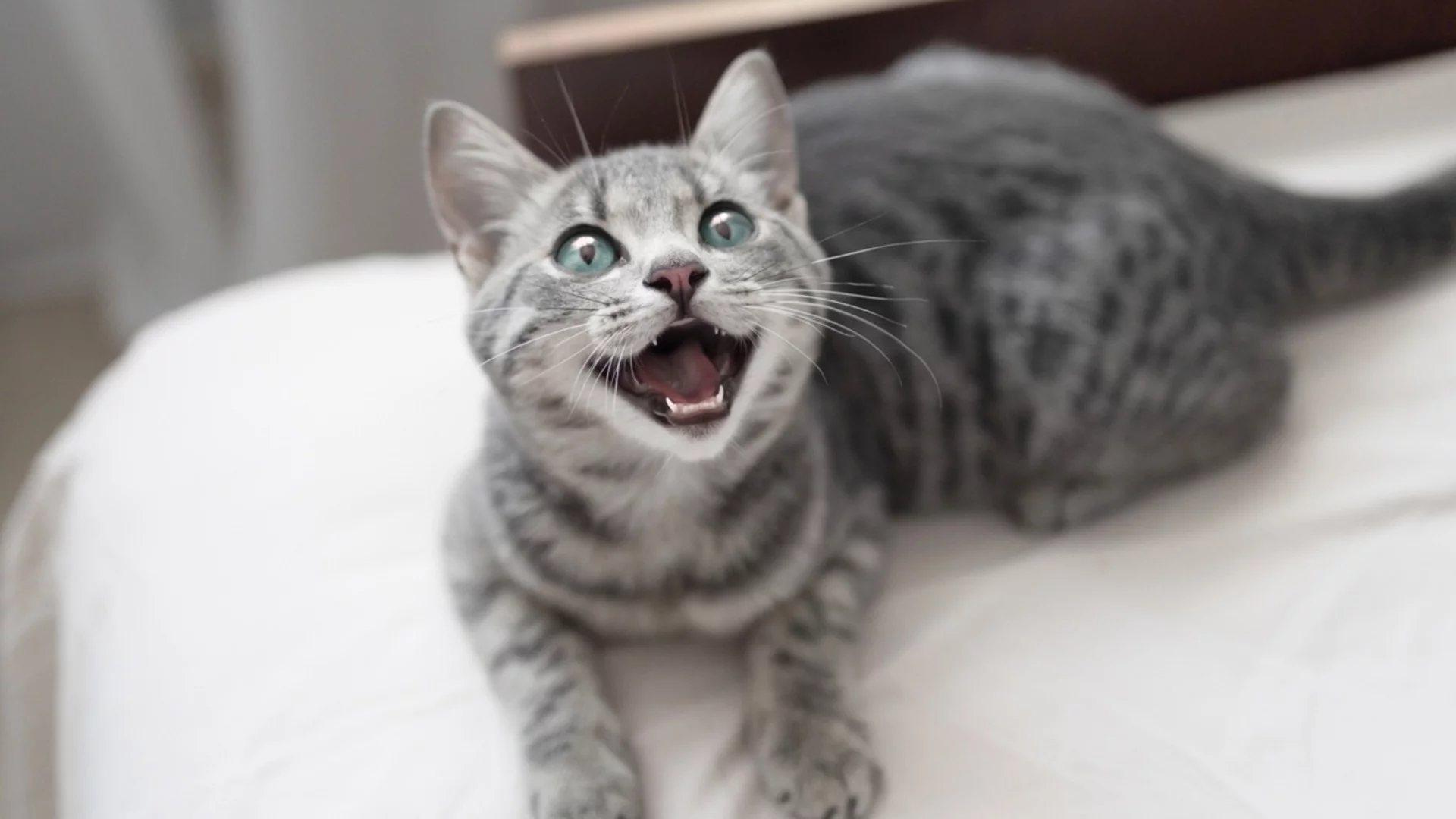 Учени откриха, че котките имат лична "визитна картичка"