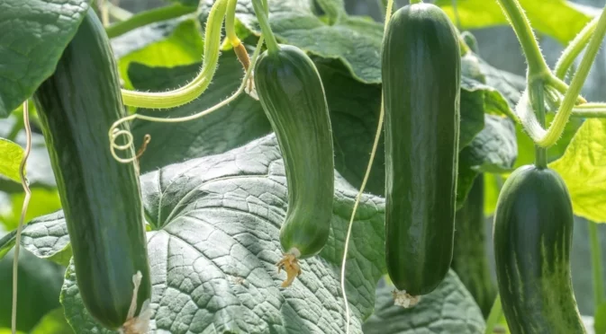 Лесни за поддръжка зеленчуци, които да отглеждате на балкона си