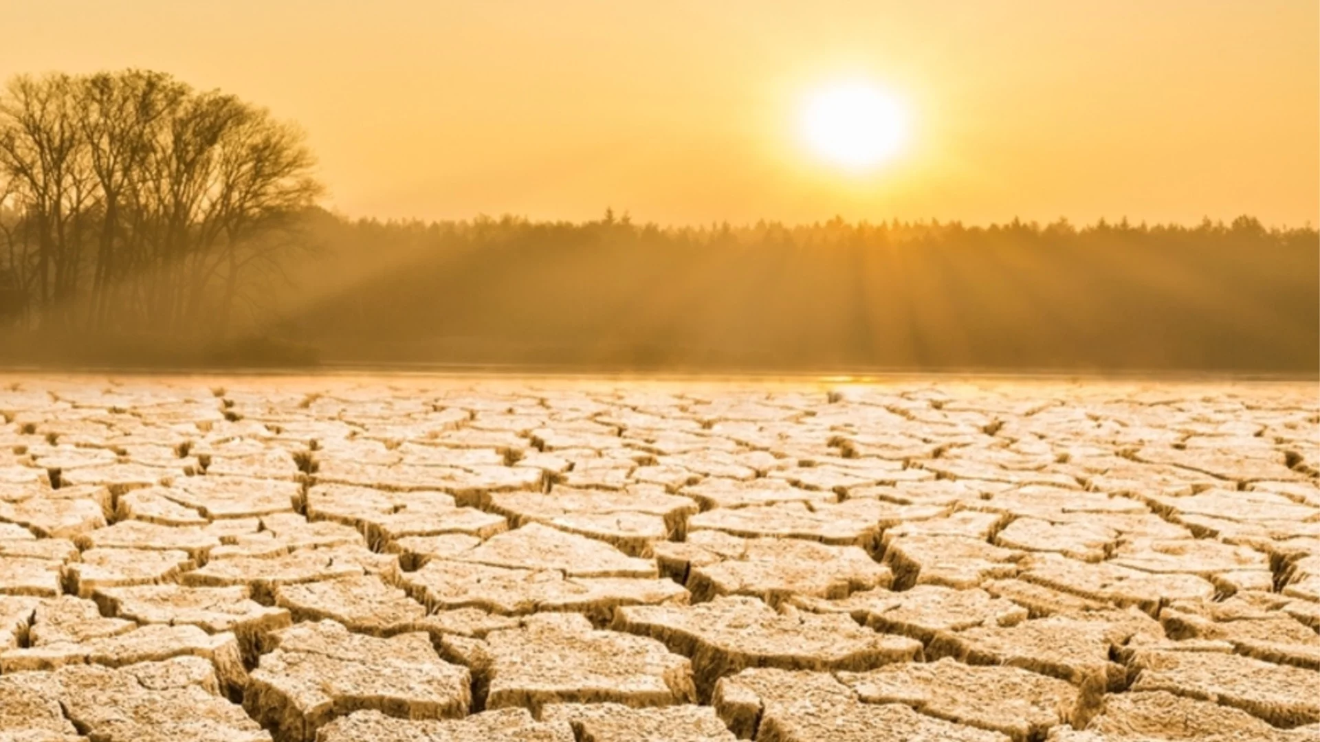 Забравяме, че съществуват, а можем да научим много от тях (ВИДЕО)