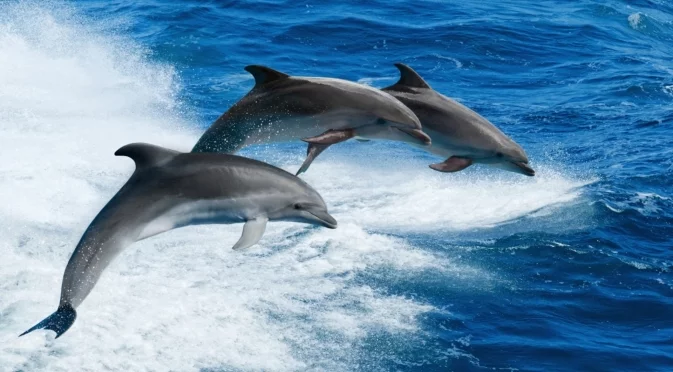 Приятелството като серум против стареене: Тайната на делфините