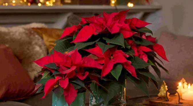 Коледна звезда - за кого това цвете може да бъде опасно