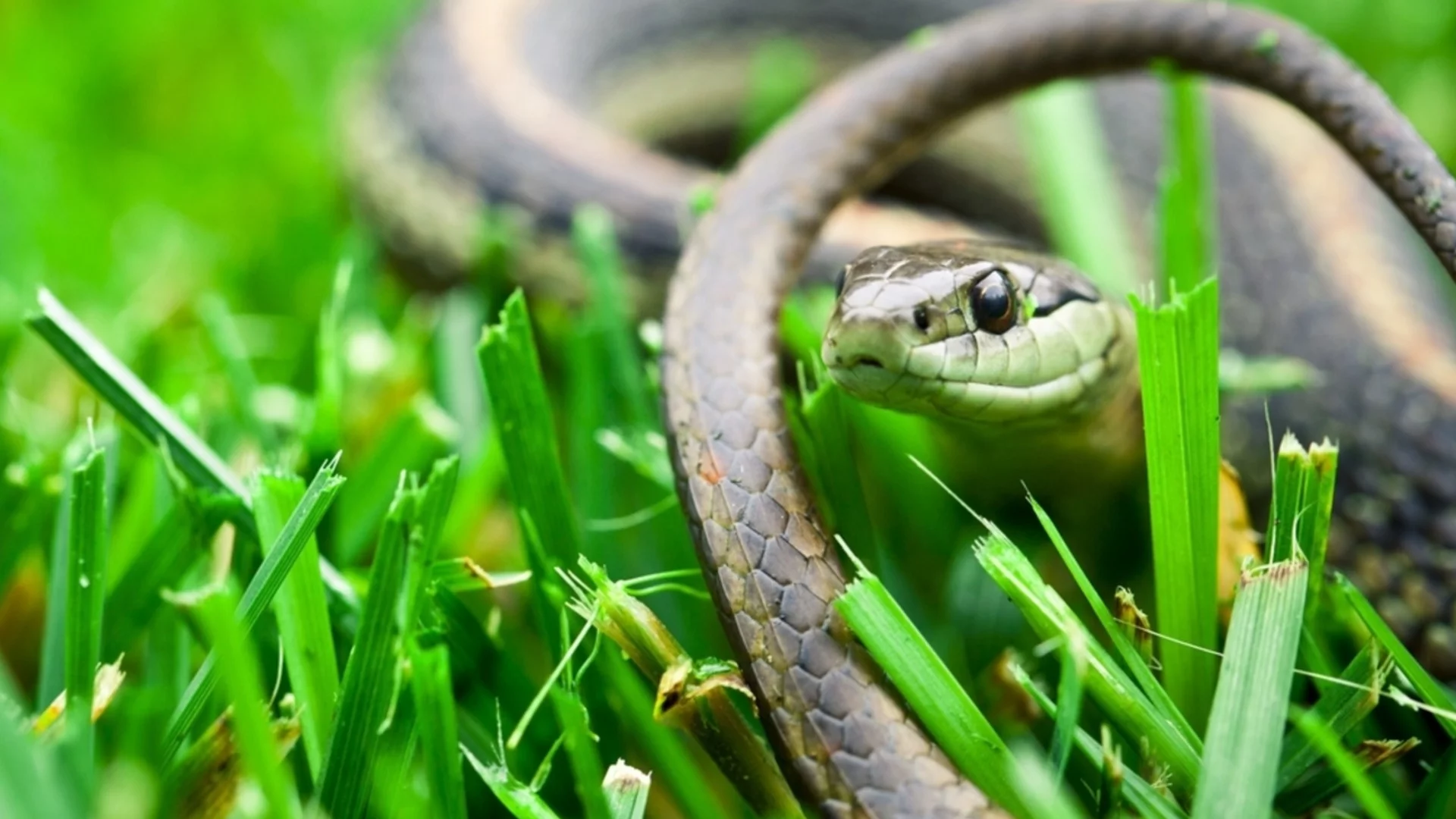 Учени: Защо отровата на змиите се променя постоянно?