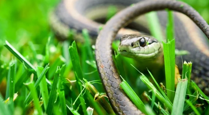 Учени: Защо отровата на змиите се променя постоянно?