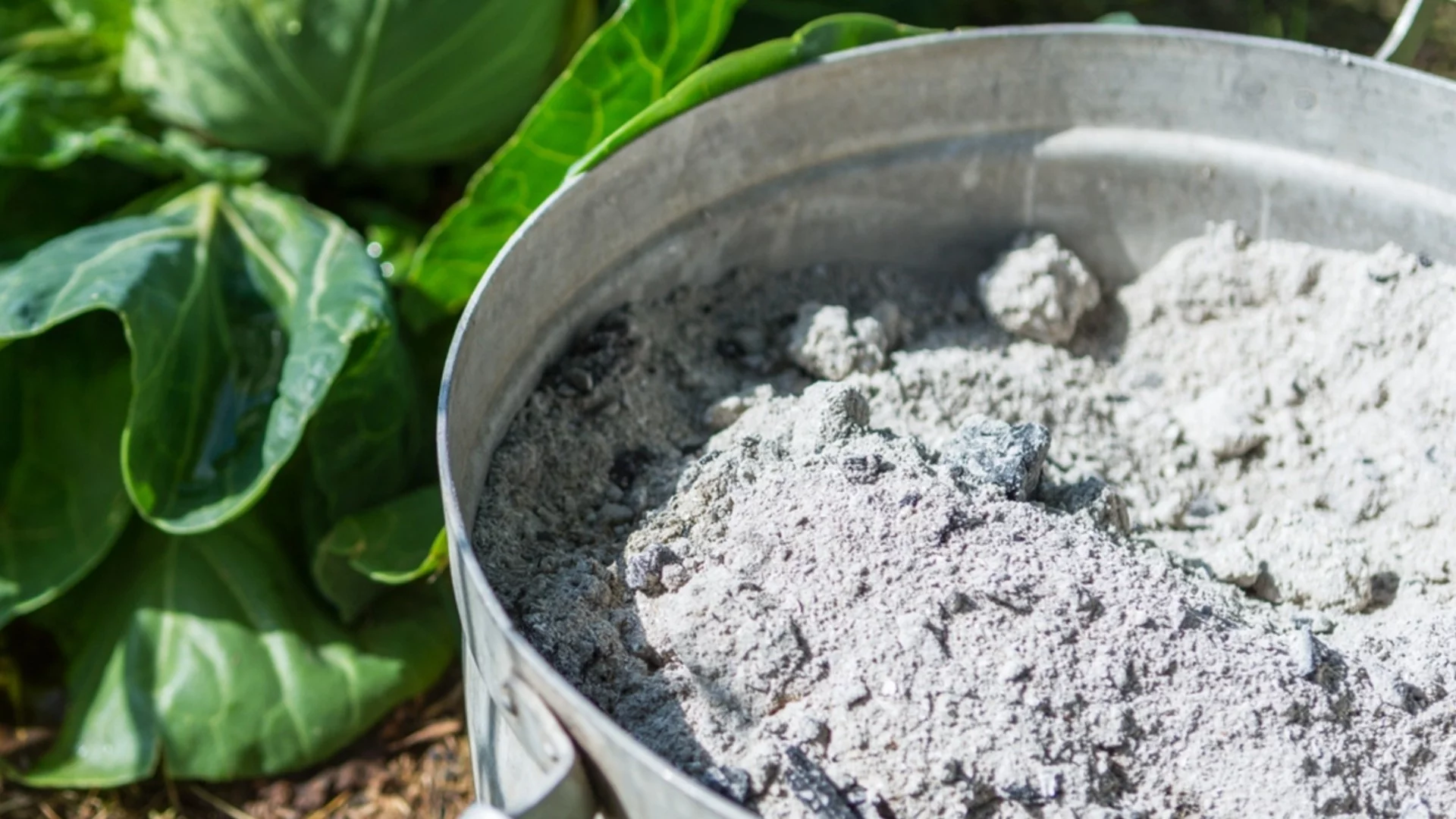 Как да наторите градината с пепелта от камината