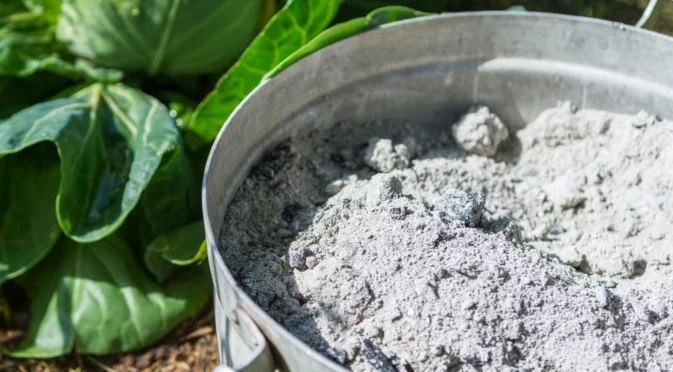 Как да наторите градината с пепелта от камината