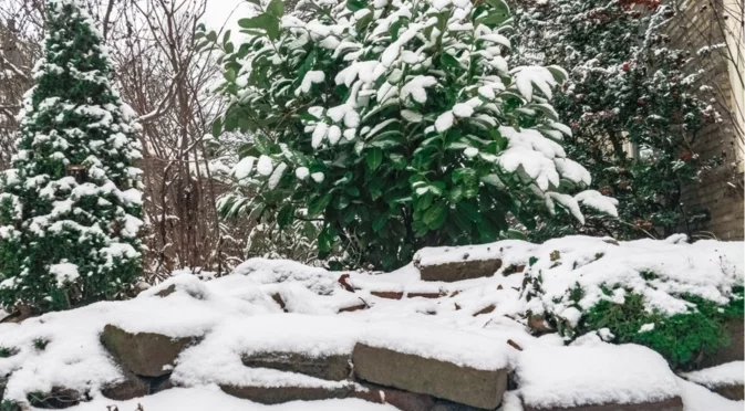 Лесен зимен трик за унищожаване на плевели 