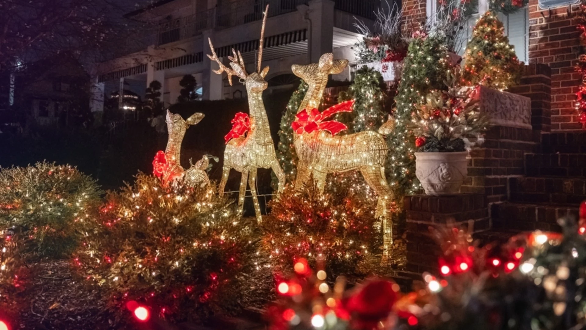 Издръжливи вечнозелени растения за декорация на открито, които ще издържат дълго