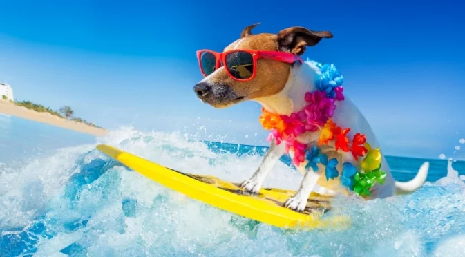 Морски курорт превърна центъра си в шоу за най-красивите кучета (ВИДЕА)