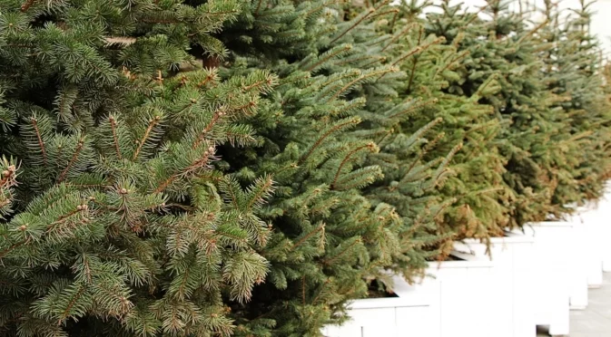 Най-ароматни видове живи коледни елхи