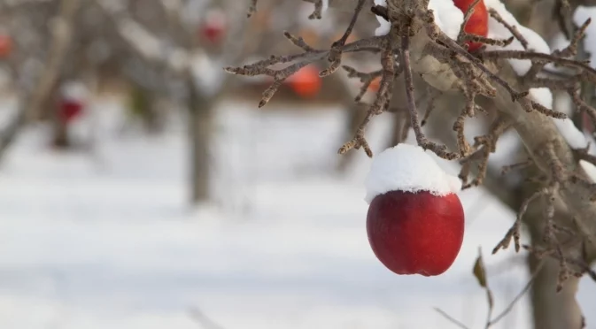 Размножаване на овощни дървета чрез присаждане
