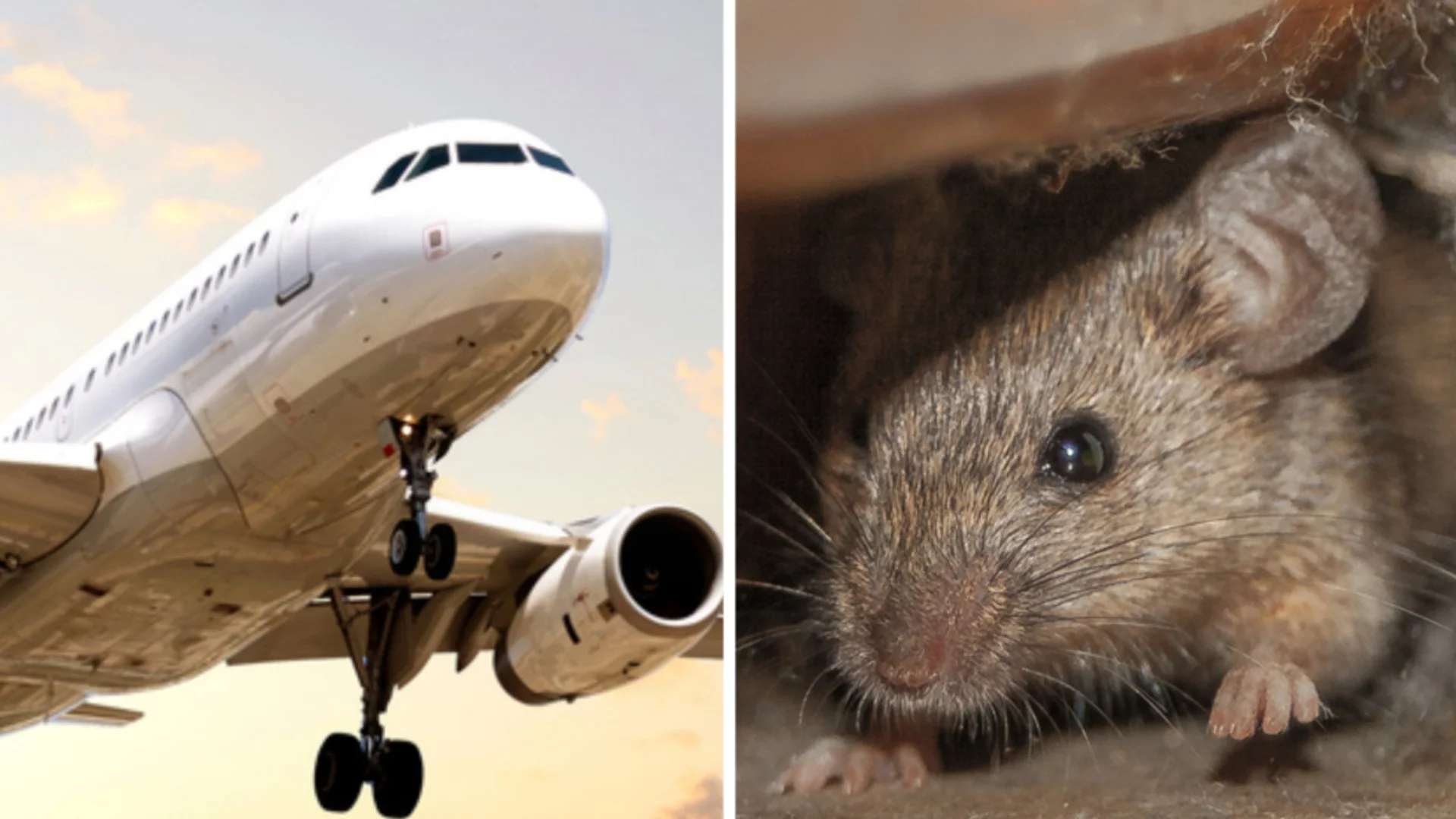 Плъх предизвика хаос по време на полет, а 250 пътници бяха блокирани (ВИДЕО)