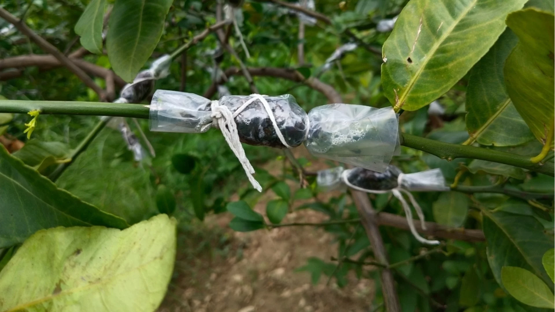 Как да размножавате овощни дървета чрез пъпкуване