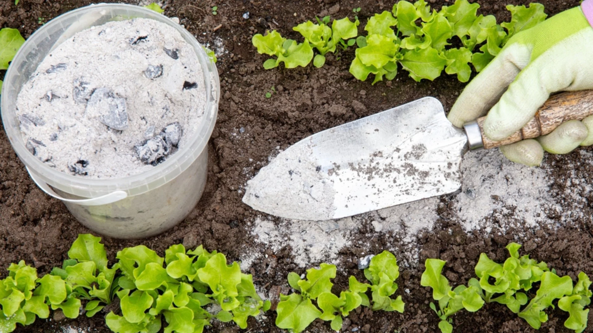 Растения, които да наторите тази зима с дървесна пепел